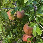 Отель Masseria Marziale 4*
